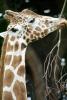 Masai Giraffe, (Jirafa demasai), AMGV01P11_02