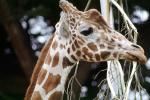 Masai Giraffe, (Jirafa demasai), AMGV01P11_03
