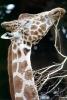 Masai Giraffe, (Jirafa demasai), AMGV01P11_04