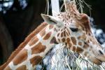 Masai Giraffe, (Jirafa demasai), AMGV01P11_05