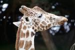 Masai Giraffe, (Jirafa demasai), AMGV01P11_06