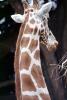 Masai Giraffe, (Jirafa demasai), AMGV01P11_07