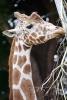 Masai Giraffe, (Jirafa demasai), AMGV01P11_08