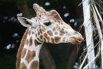 Masai Giraffe, (Jirafa demasai), AMGV01P11_09