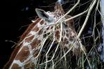 Masai Giraffe, (Jirafa demasai), AMGV01P11_11