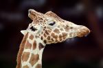 Masai Giraffe, (Jirafa demasai), AMGV01P11_13