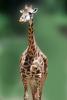 Masai Giraffe, (Jirafa demasai), AMGV01P11_14