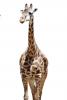 Masai Giraffe, (Jirafa demasai), photo-object, object, cut-out, cutout, AMGV01P11_14F
