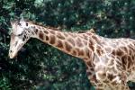Masai Giraffe, (Jirafa demasai), AMGV01P11_15