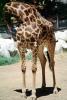 Masai Giraffe, (Jirafa demasai), AMGV01P11_16