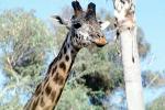 Masai Giraffe, AMGV01P11_19