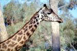 Masai Giraffe, AMGV01P12_01