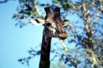 Masai Giraffe, AMGV01P12_02