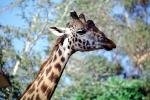 Masai Giraffe, AMGV01P12_03