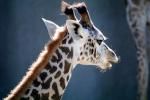 Masai Giraffe, AMGV01P12_04