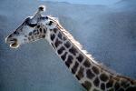 Masai Giraffe, AMGV01P12_05