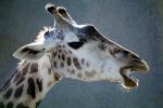 Masai Giraffe, AMGV01P12_06