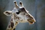 Masai Giraffe, AMGV01P12_07