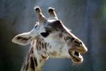 Masai Giraffe, AMGV01P12_08