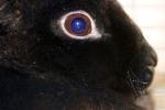 Black Rabbit, Eye, furry, fur, coat, AMHD01_001