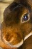 Brown Rabbit, Eye, furry, fur, coat, AMHD01_004