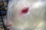 Eye, Albino, Albinism, furry, fur, coat, nose, AMHD01_005