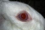 Eye, Albino, Albinism, furry, fur, coat, AMHD01_006