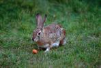 Rabbit eating a carrot, lawn, ears, eyes