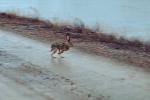 running rabbit in a flood, AMHV01P02_02.4100