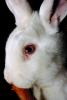 White Rabbit, Pink Eyes, albino, AMHV01P02_06.1712
