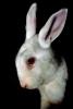 White Rabbit, Pink Eyes, albino, AMHV01P02_07.1712