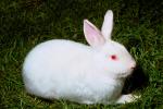 White Rabbit, AMHV01P02_10.4100