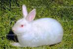 White Rabbit, AMHV01P02_10B.4100