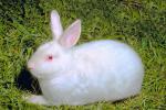 White Rabbit, AMHV01P02_10B