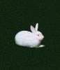 White Rabbit, AMHV01P02_10c.4100