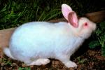 White Rabbit, AMHV01P02_11.4100