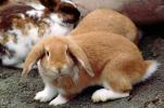 Cute Rabbit with Floppy Ears, Droopy, AMHV01P03_09