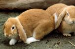 Cute Rabbit with Floppy Ears, Droopy, AMHV01P03_10