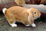 Cute Rabbit with Floppy Ears, Droopy