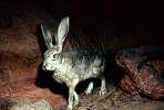 Jack Rabbit with Big Ears, AMHV01P03_15