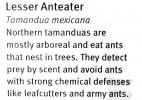 Lesser Anteater, (Tamandua mexicana)