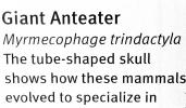 (Myrmecophage trinadactyla)