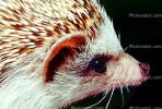 Hedgehog, AMIV01P01_05