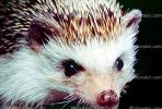 Hedgehog, Eyes, wet nose, AMIV01P01_06