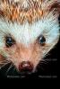Hedgehog, Eyes, wet nose, AMIV01P01_07B.1712