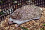 Hedgehog, AMIV01P01_08.1712