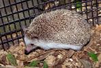 Hedgehog, AMIV01P01_09.1712
