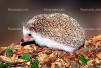 Hedgehog, AMIV01P01_10