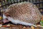Hedgehog, AMIV01P01_13.1712