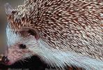 Hedgehog, AMIV01P01_13B.1712